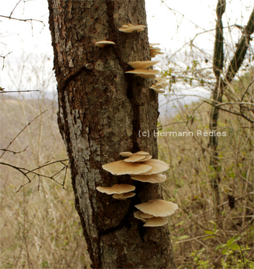 Pleurotus sp1