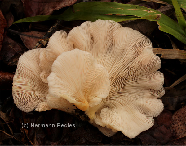 Pleurotus sp1