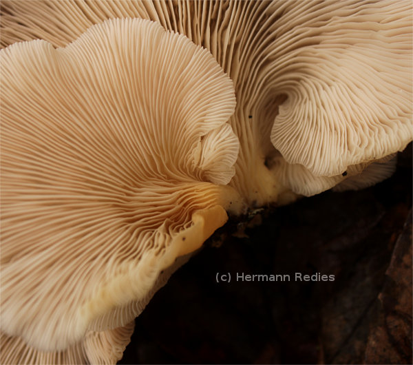Pleurotus sp1