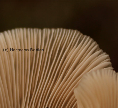 Pleurotus sp1