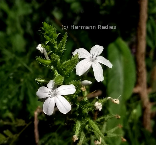 Plumbago scandens