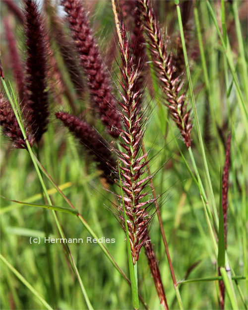 Poaceae sp1