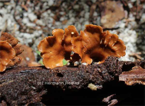 Polyporus guianensis
