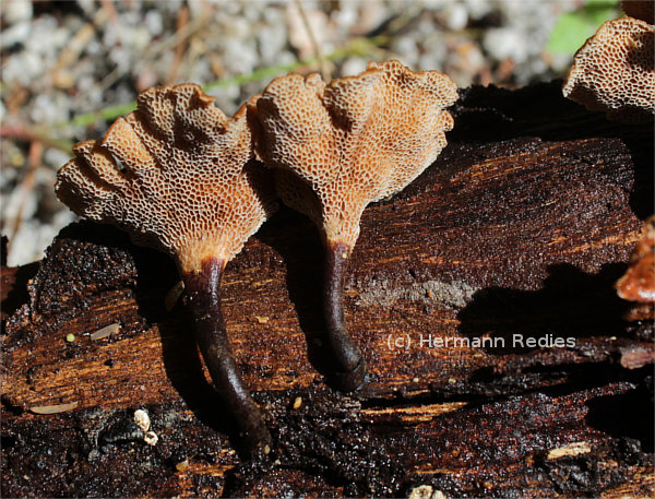 Polyporus guianensis