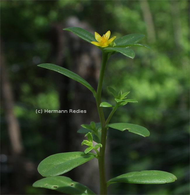 Portulaca oleracea