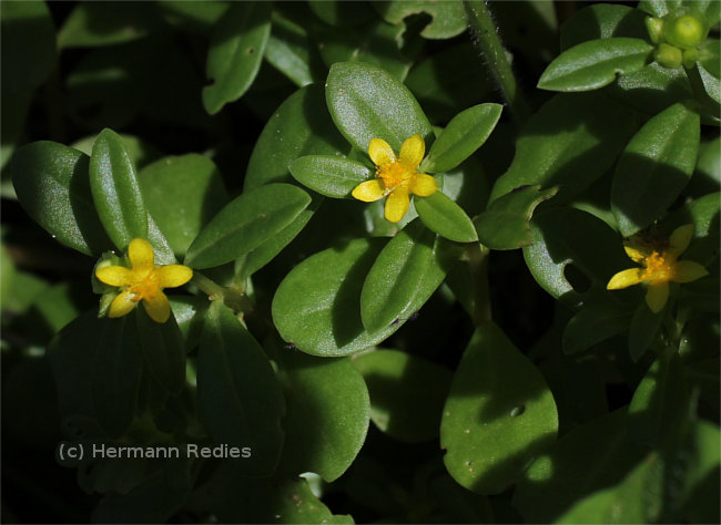 Portulaca oleracea