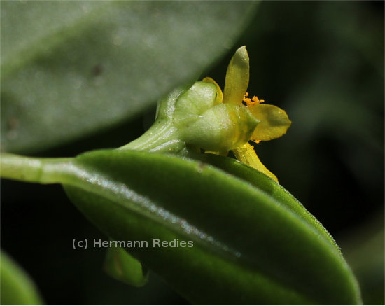 Portulaca oleracea