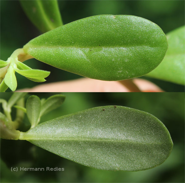 Portulaca oleracea