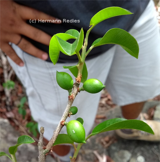 Pouteria sp. 1