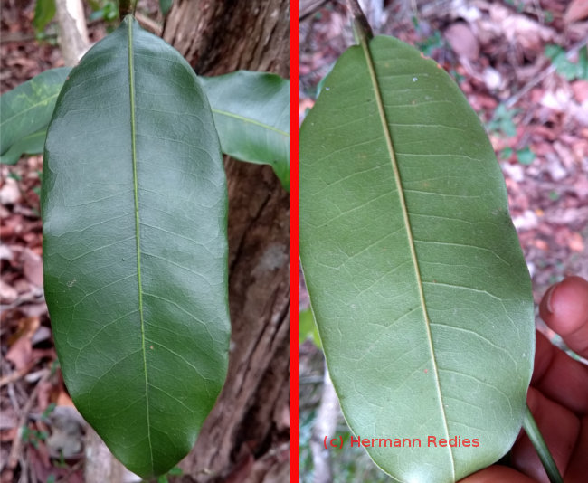 Pouteria sp. 1