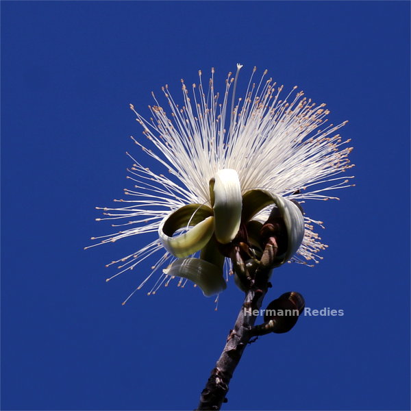 Pseudobombax marginatum: flor