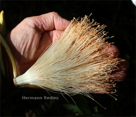 Pseudobombax marginatum: flor