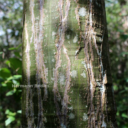 Pseudobombax marginatum: tronco