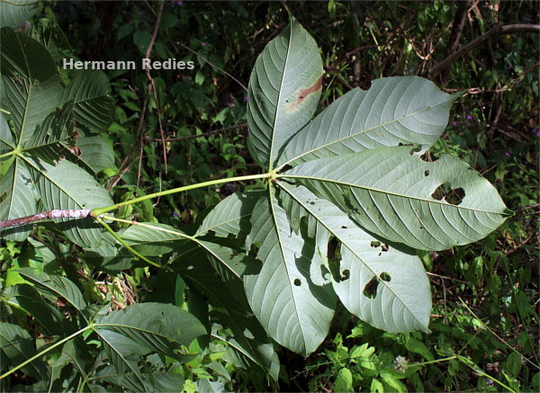 Pseudobombax marginatum
