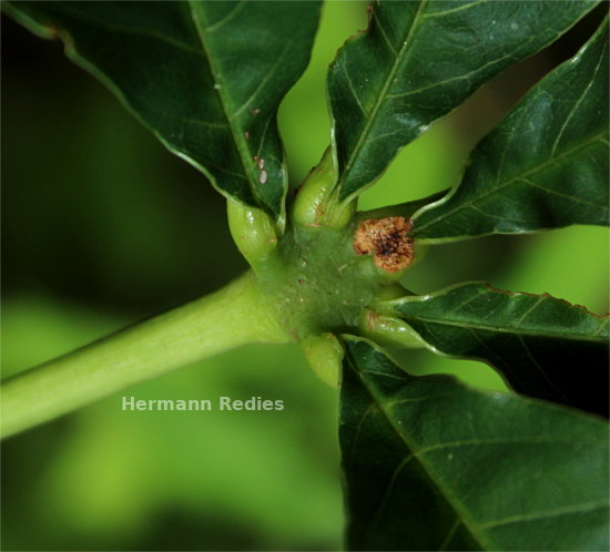 Pseudobombax marginatum
