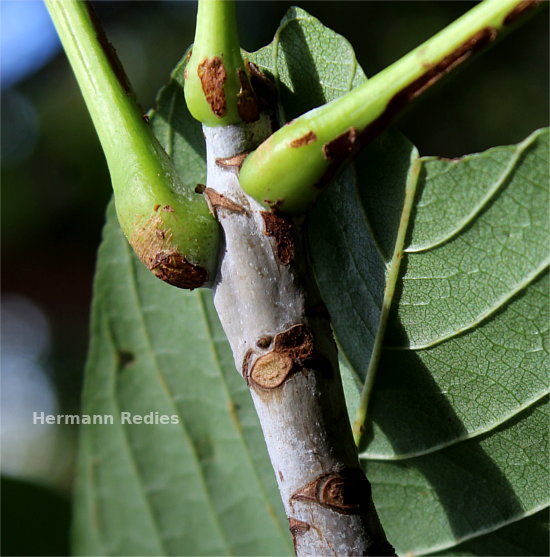 Pseudobombax marginatum