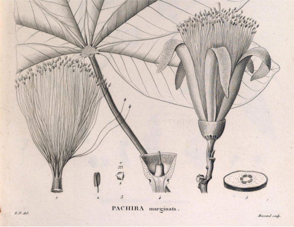 Protologue Pseudobombax marginatum