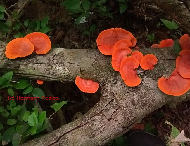 Orelha-de-pau (Pycnoporus sanguineus)