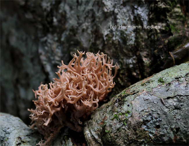 Ramaria sp1