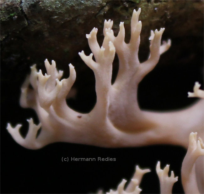 Ramaria sp1