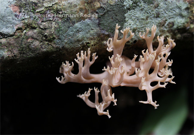 Ramaria sp1