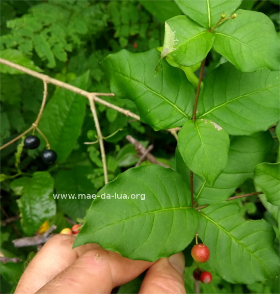Rauvolfia ligustrina