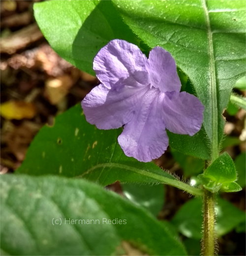 Ruellia sp