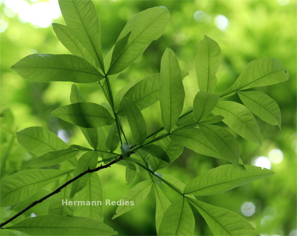 Sapindus saponaria