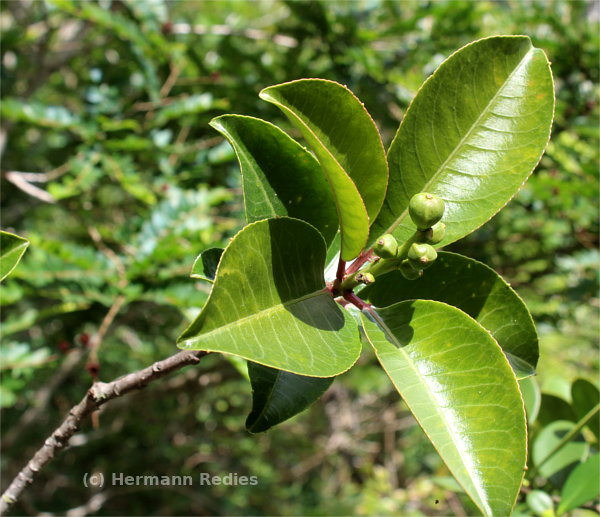 Sapium sp1