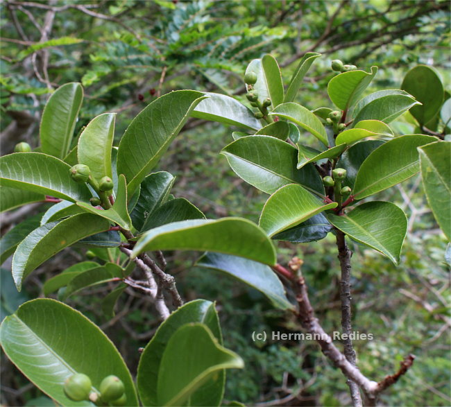 Sapium sp1