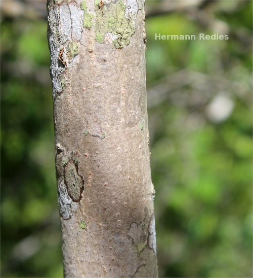 Sapium sp1