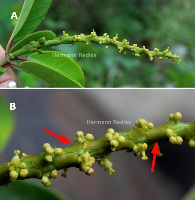 Sapium sp1