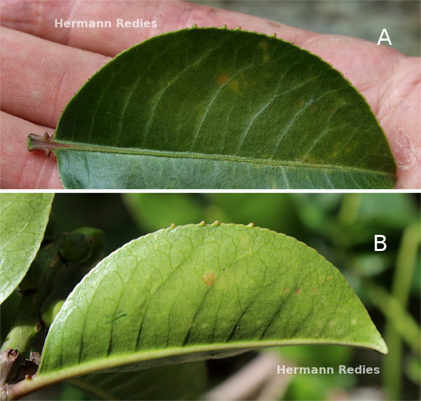 Sapium sp1