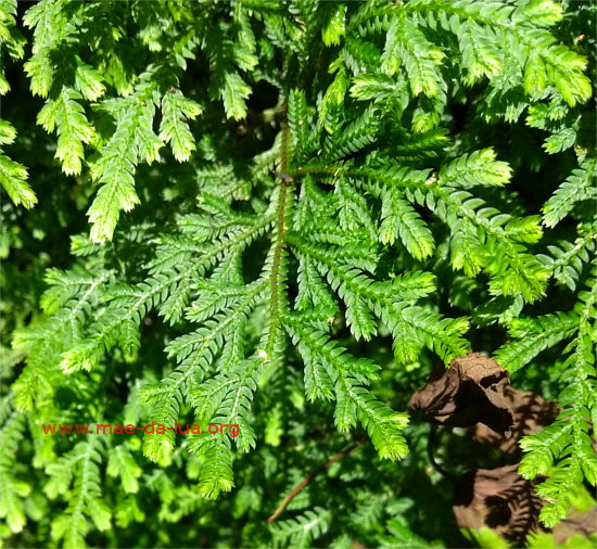 Selaginella sp. 1