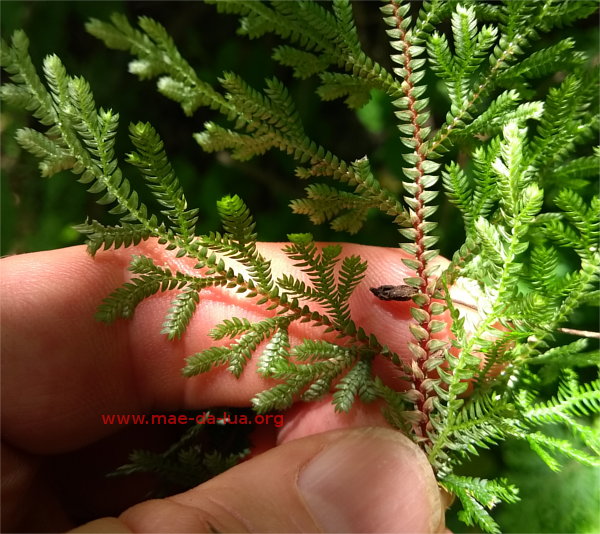 Selaginella sp. 1