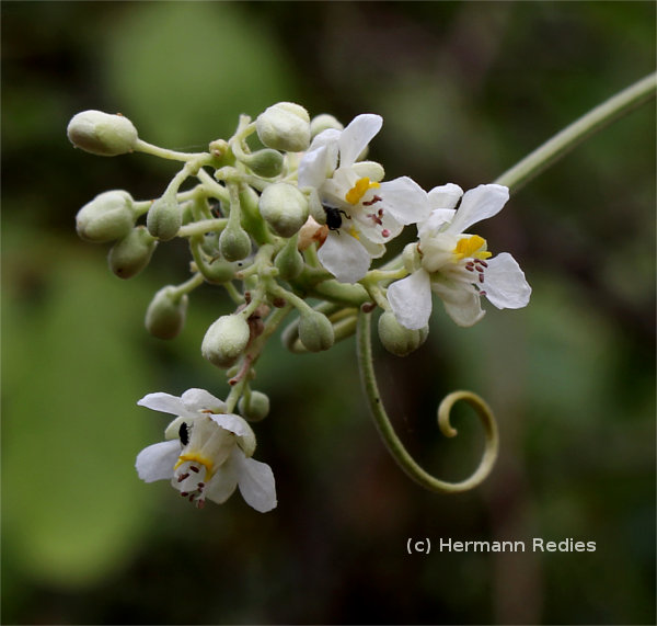 Serjania sp1
