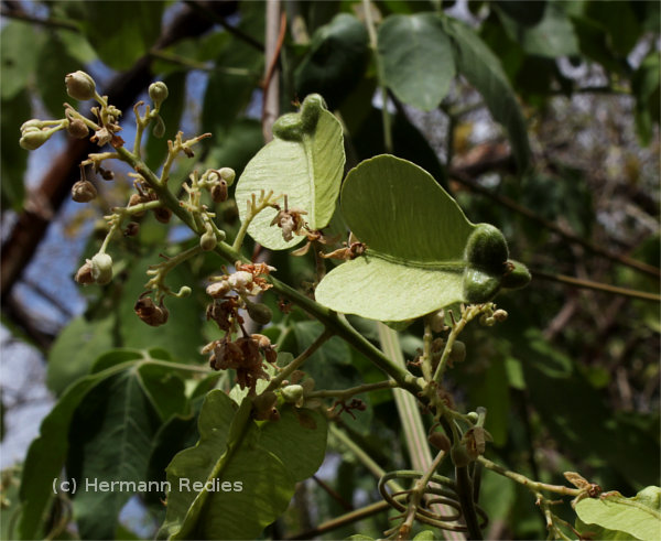 Serjania sp1