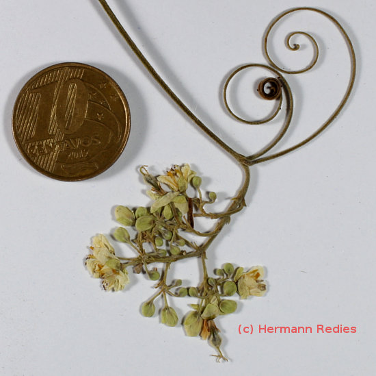 Serjania sp1