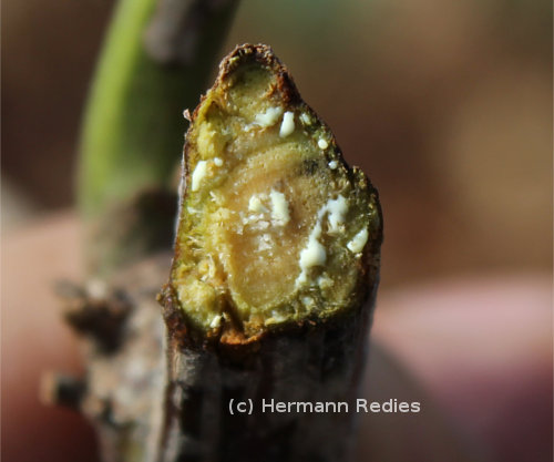 Serjania sp1, latex do caule