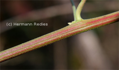 Serjania sp1, ramo com faixas longitudinais