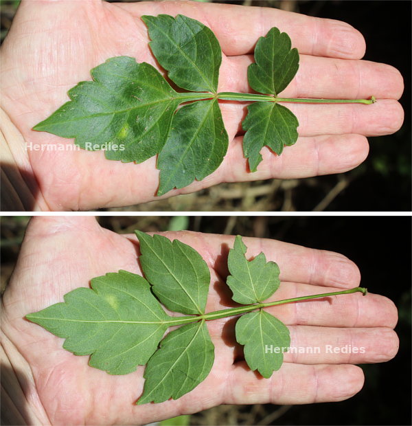 Serjania sp2