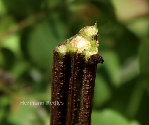 Serjania sp2