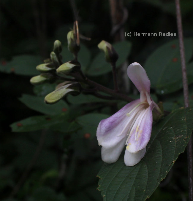 Sigmatanthus trifoliatus