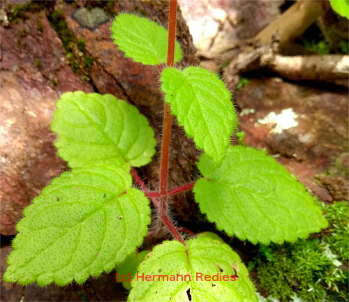 Sinningia nordestina