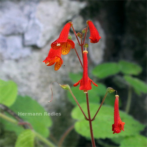 Sinningia nordestina