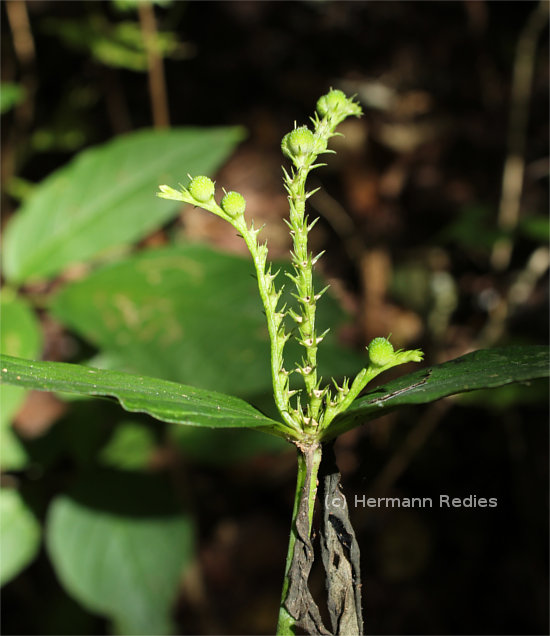 Spigelia anthelmia