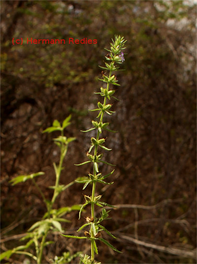 Stemodia durantifolia