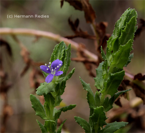 Stemodia maritima