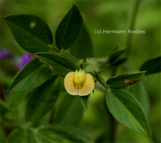 Stylosanthes sp. 1