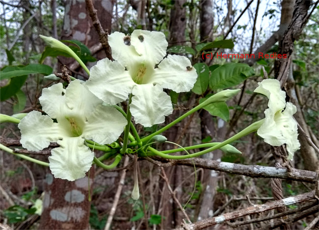 Tanaecium cyrtanthum